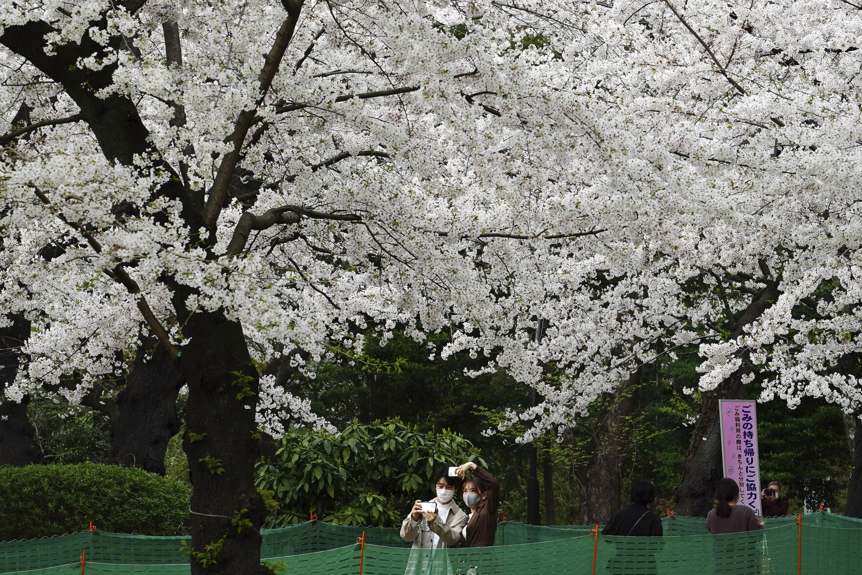 Japan Cherry Blossoms